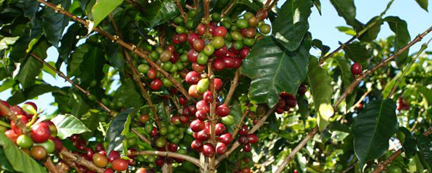 doka_costa_rica.jpg