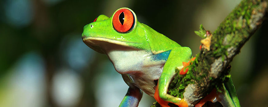frog_1.jpg