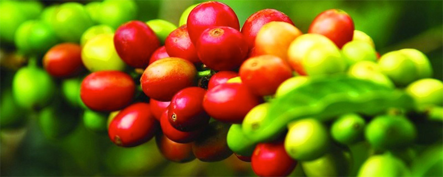 colombia_coffee.jpg