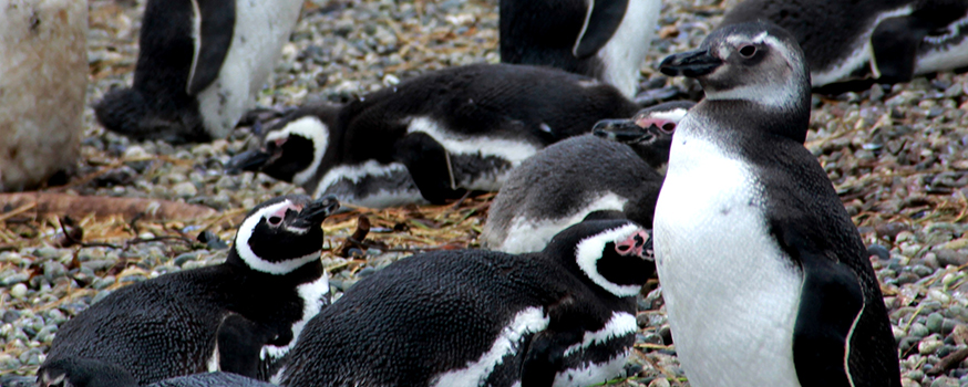 penguin.jpg