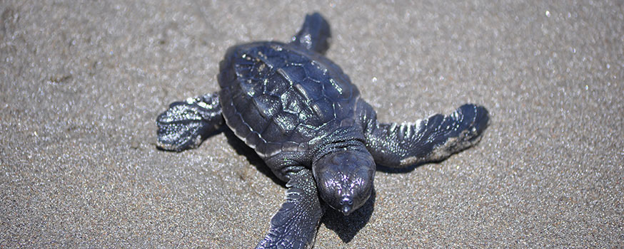 turtle.jpg