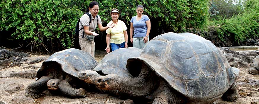 turtleisland.2.jpg