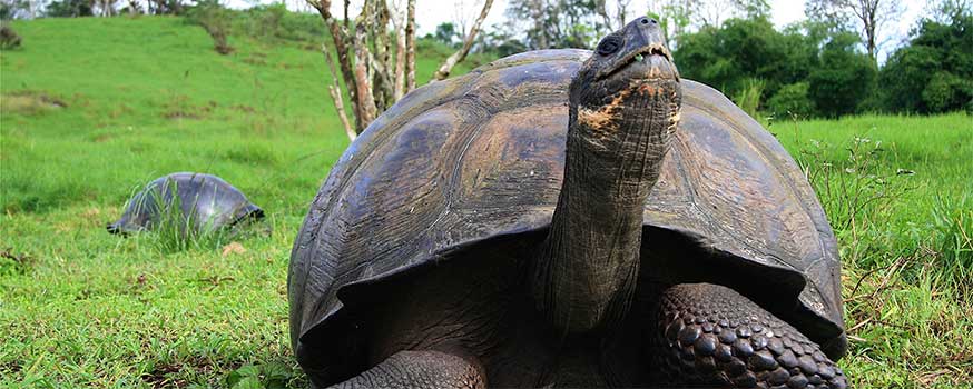 turtleisland.jpg